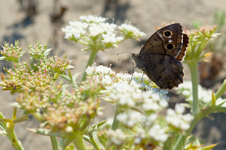 Hipparchia statilinus