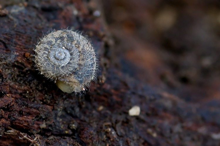 chiocciolina pelosa (Xerotricha conspurcata)