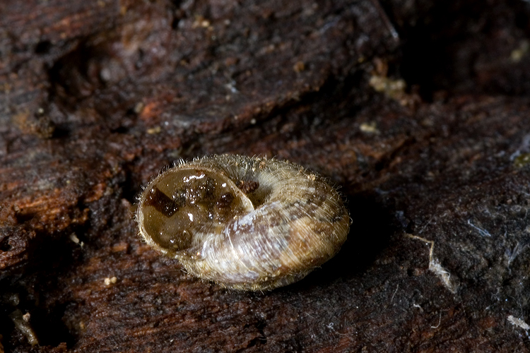 chiocciolina pelosa (Xerotricha conspurcata)