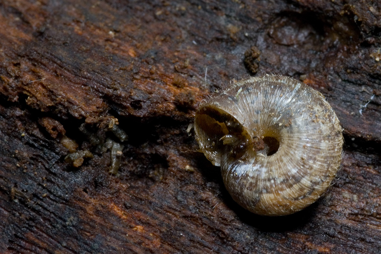 chiocciolina pelosa (Xerotricha conspurcata)