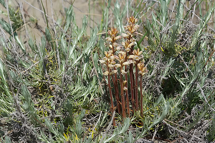 Retroduna maremmano - Orobanche litorea