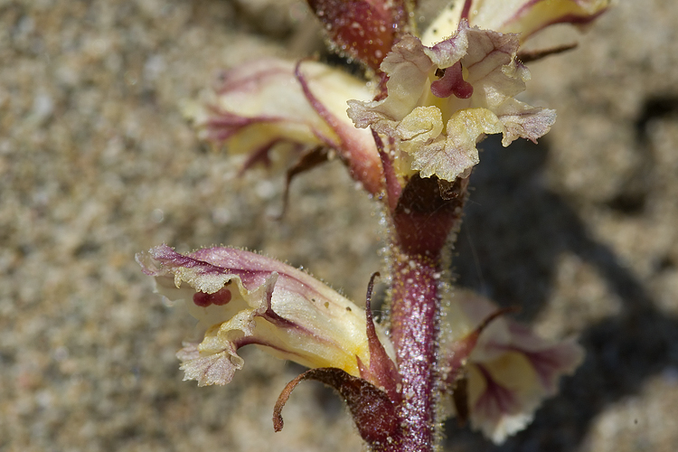 Retroduna maremmano - Orobanche litorea