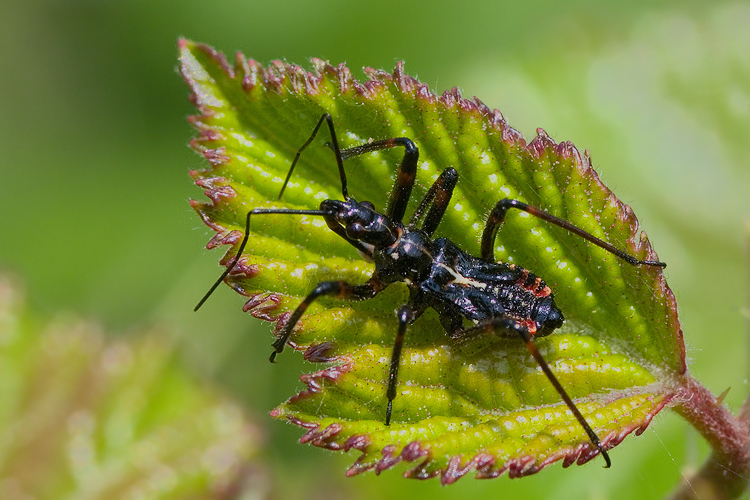 Reduviidaae: neanide di Rhynocoris del Grossetano