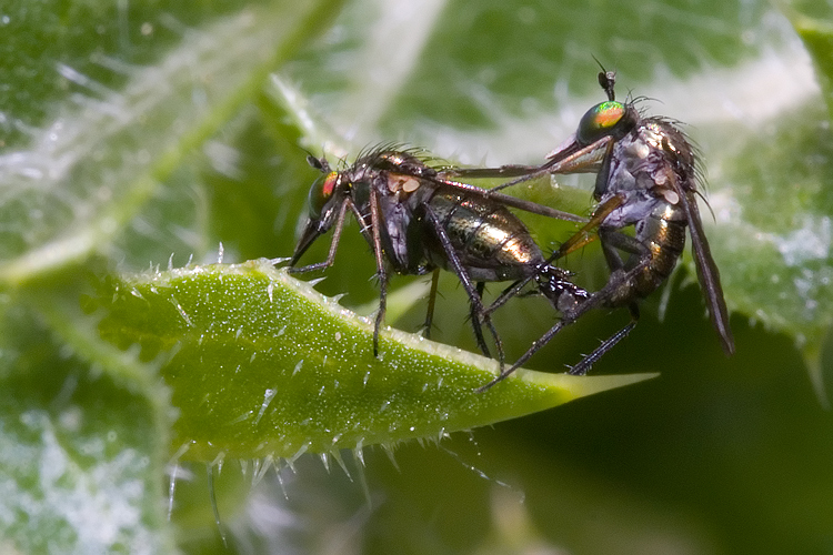 Dolichopodidae.