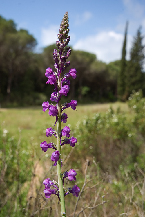 Linaria purpurea  / Linajola purpurea