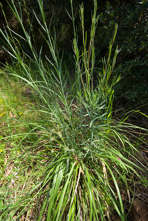 Linaria purpurea  / Linajola purpurea