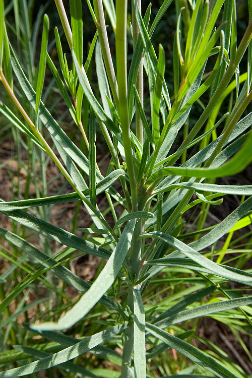 Linaria purpurea  / Linajola purpurea