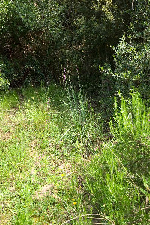 Linaria purpurea  / Linajola purpurea