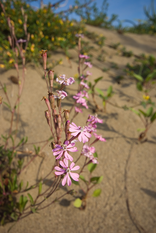 Silene canescens / Silene canescente