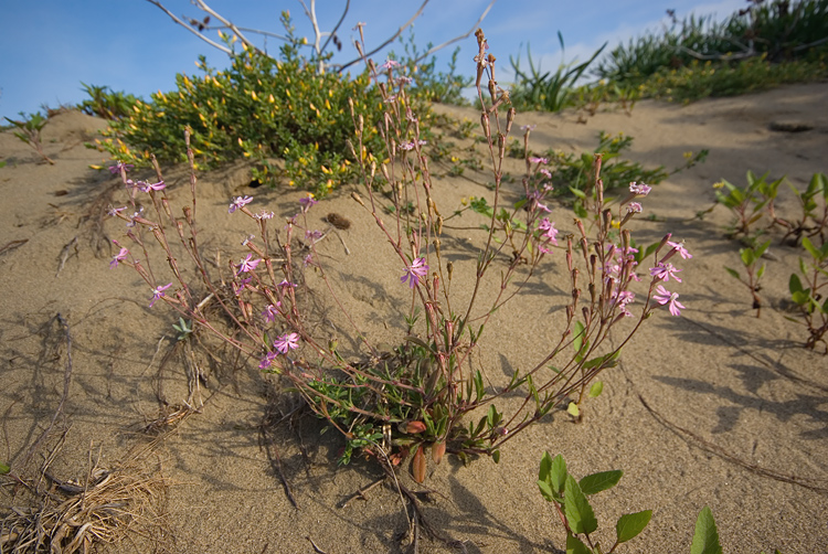 Silene canescens / Silene canescente