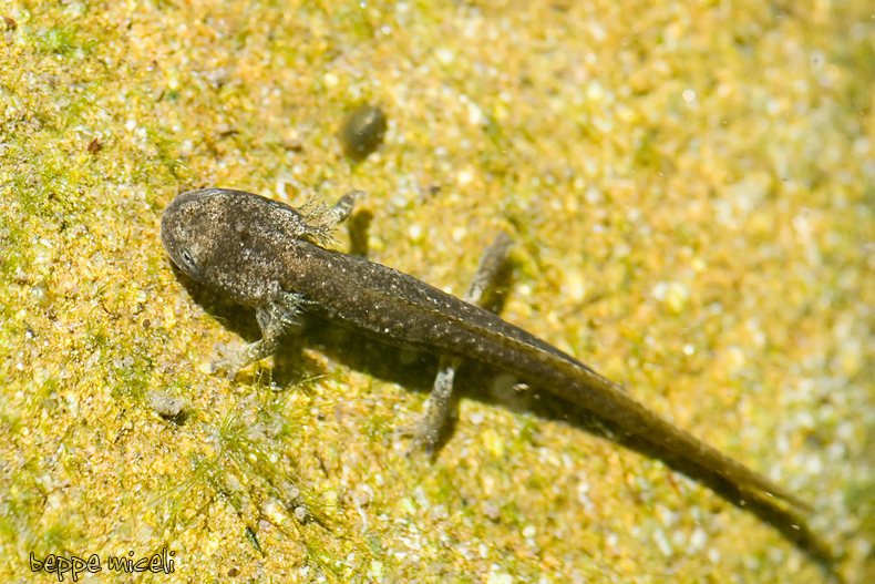 Maremma grossetana: larve di Salamandrina perspicillata