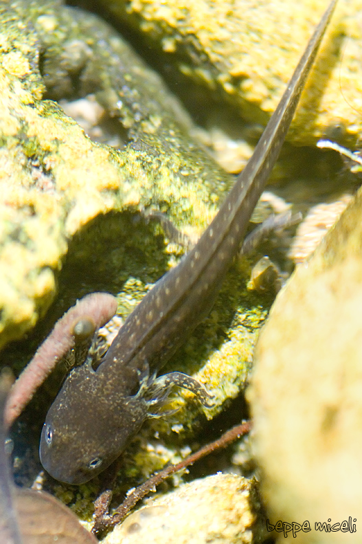 Maremma grossetana: larve di Salamandrina perspicillata