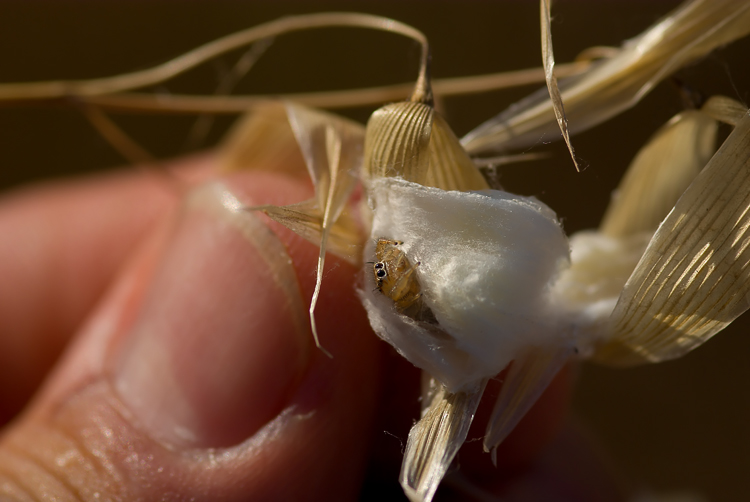 Salticidae tra glume di avena e Thomisus con ovisacco