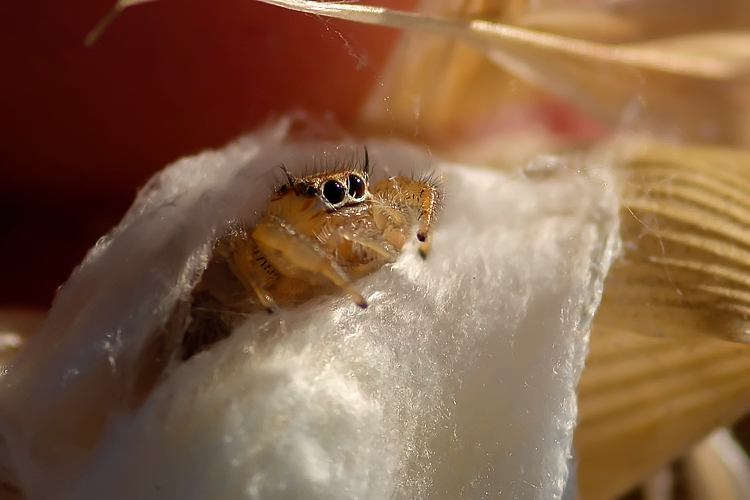 Salticidae tra glume di avena e Thomisus con ovisacco