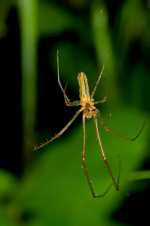 Tetragnatha sp.