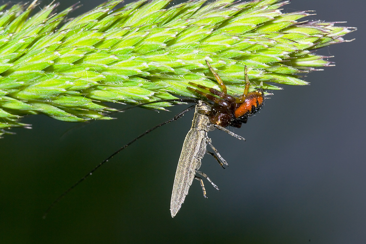 Il mistero della morte (scene di predazione di Thomisidae)