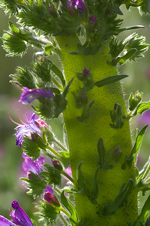 Fasciazione su Echium cfr. plantagineum