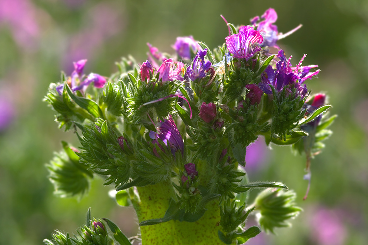 Fasciazione su Echium cfr. plantagineum