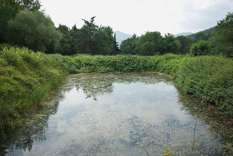 Salamandrine di Maremma