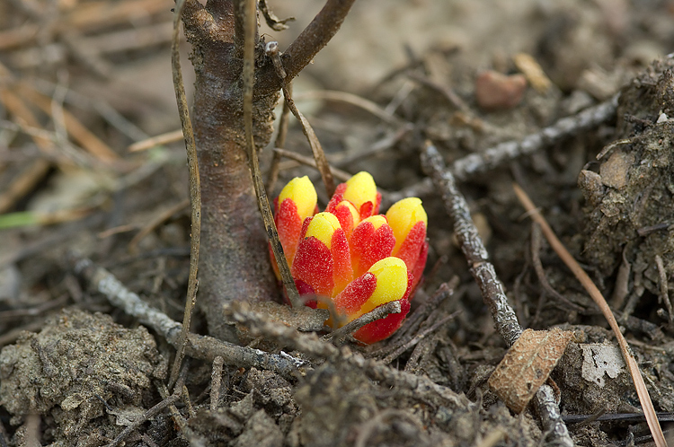 Cytinus hypocistis / Ipocisto giallo