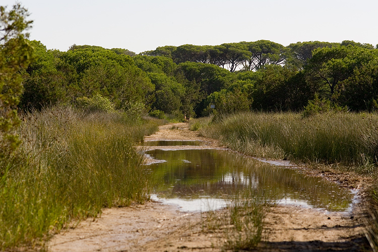 Parco dell''Uccellina: cosa sono?