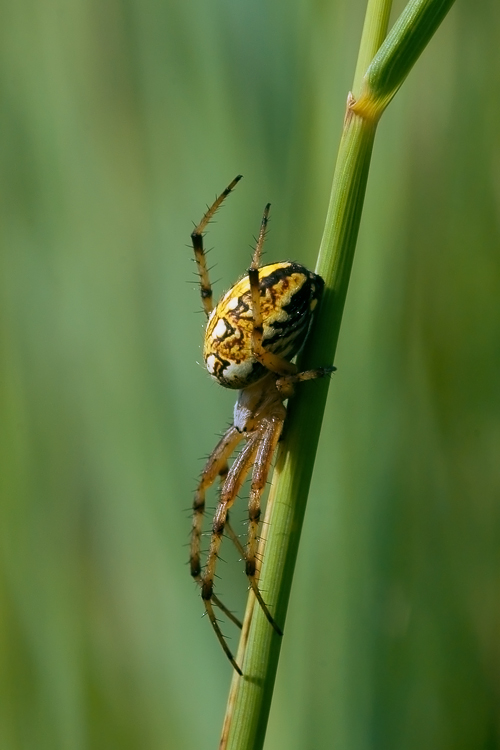 Neoscona adianta & Argyrodes sp.