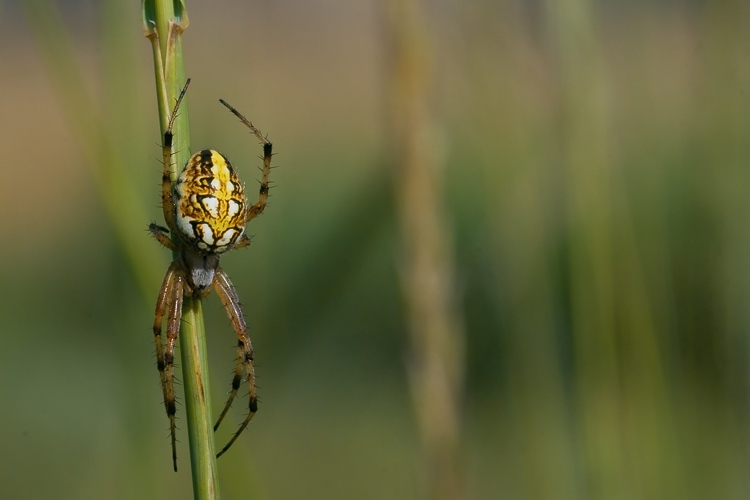 Neoscona adianta & Argyrodes sp.