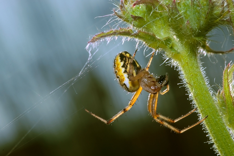 Neoscona adianta & Argyrodes sp.