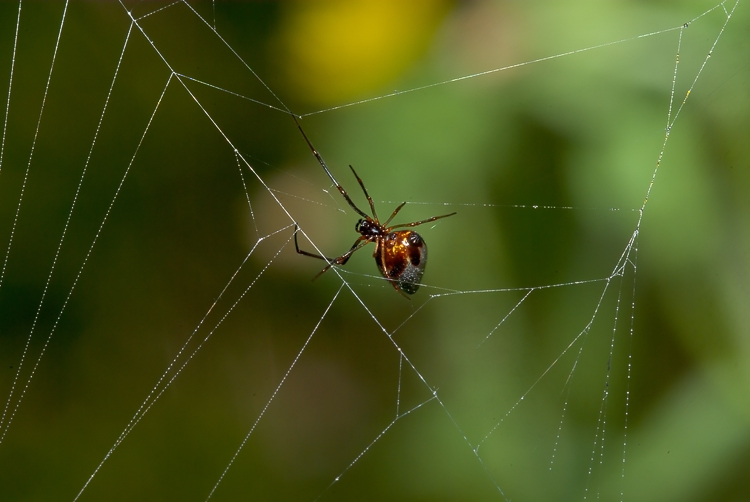 Neoscona adianta & Argyrodes sp.