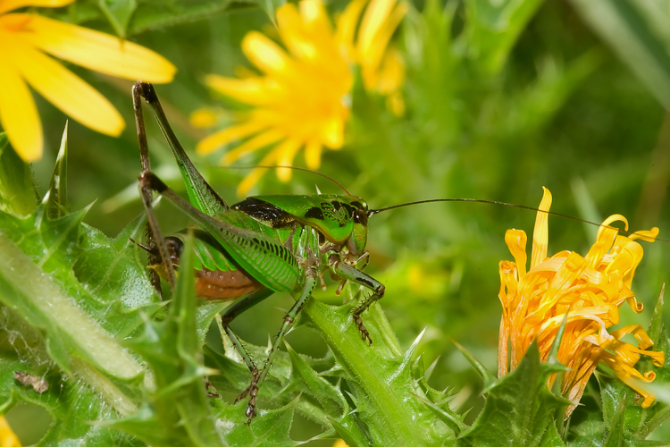 Eupholidoptera sp.