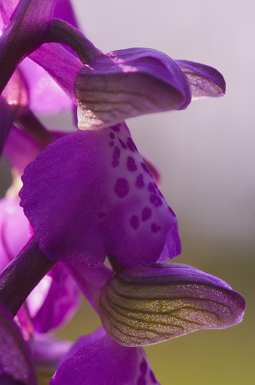 Orchis morio del Chianti fiorentino