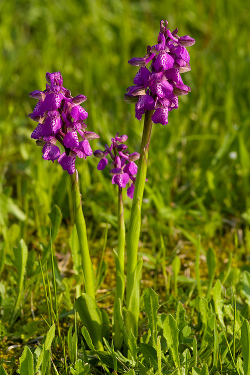 Orchis morio del Chianti fiorentino