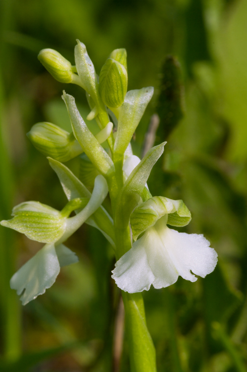 Orchis morio del Chianti fiorentino