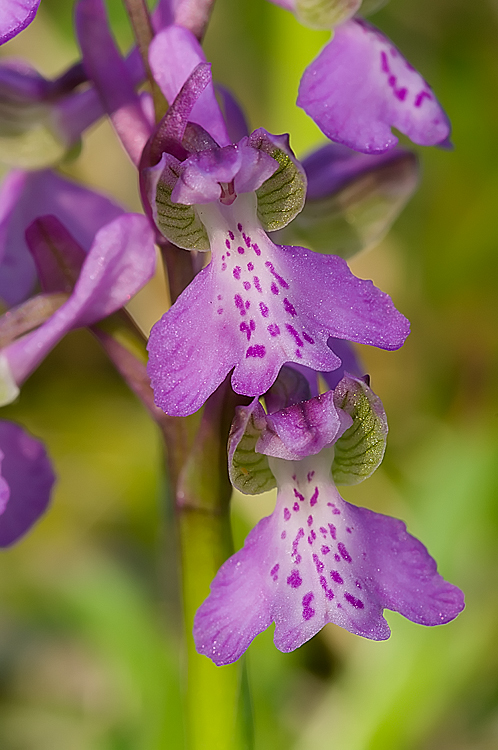 Orchis morio del Chianti fiorentino