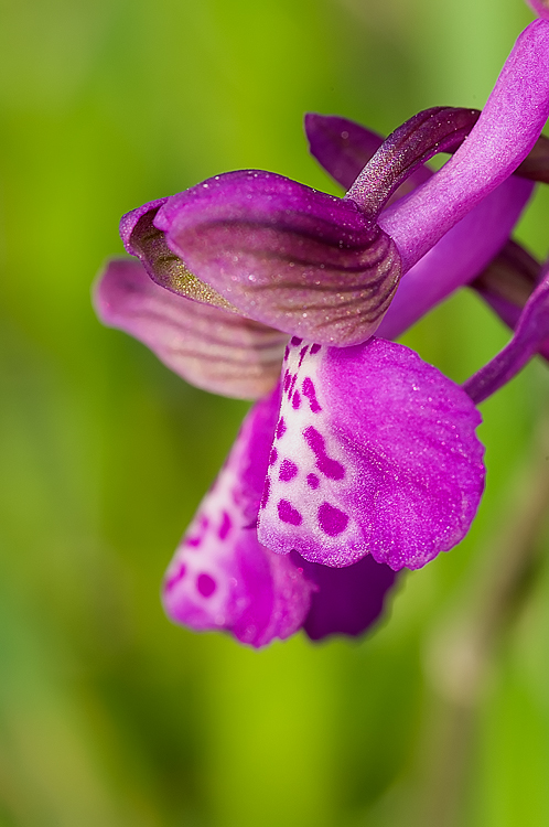 Orchis morio del Chianti fiorentino