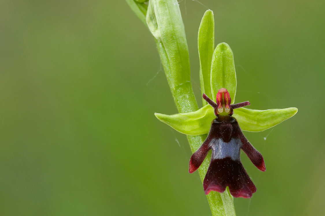 Ophrys insectifera