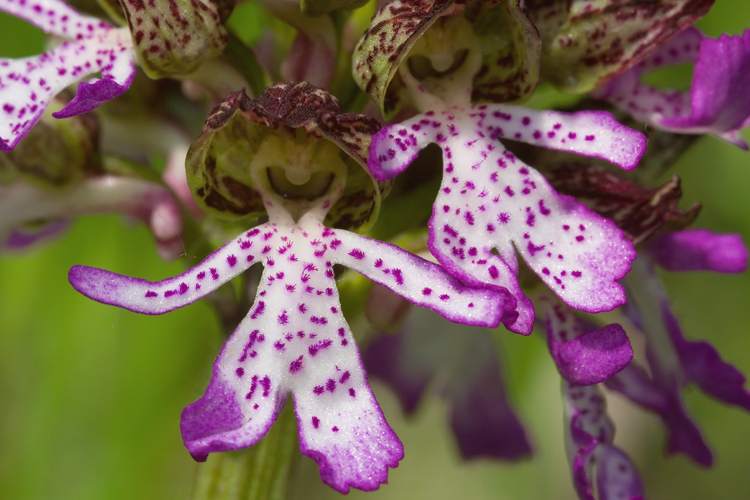 Orchis purpurea