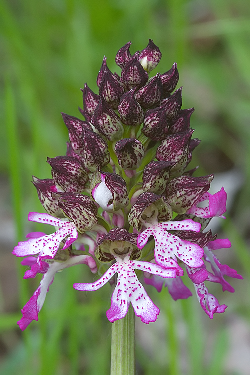 Orchis purpurea