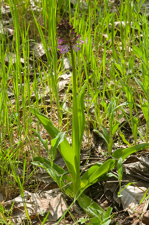 Orchis purpurea