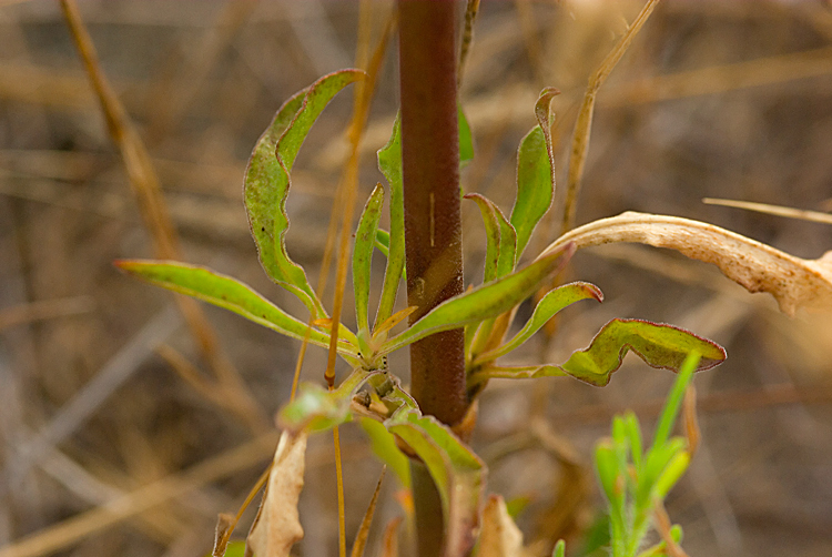 Oenothera biennis / Enagra comune