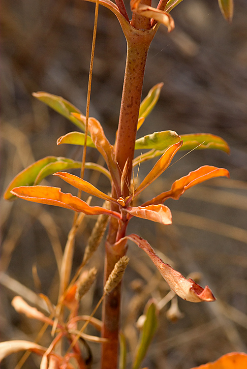 Oenothera biennis / Enagra comune