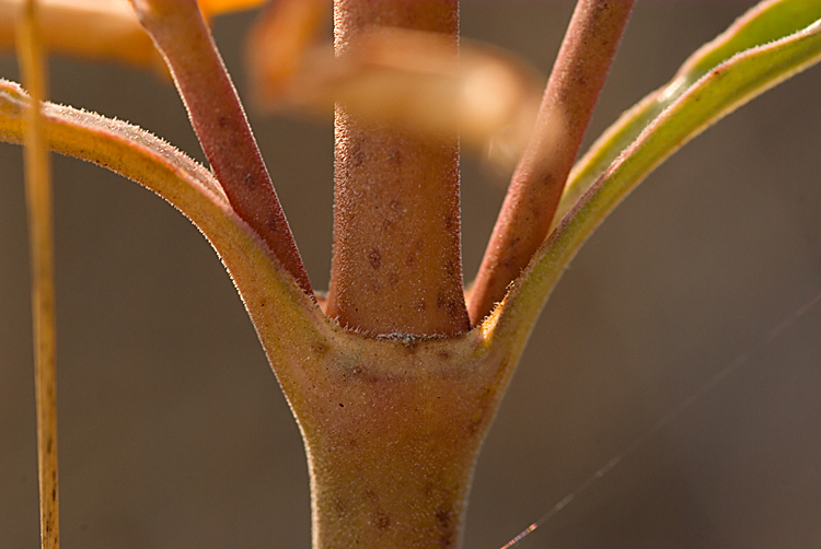 Oenothera biennis / Enagra comune