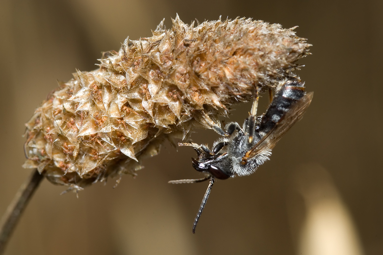 Un altro Apidae Megachilinae ? No. Maschio di Apidae Halictinae