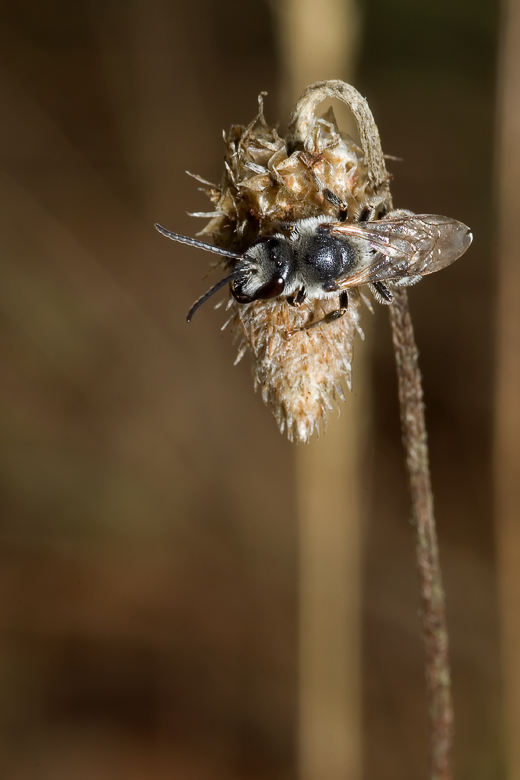 Un altro Apidae Megachilinae ? No. Maschio di Apidae Halictinae