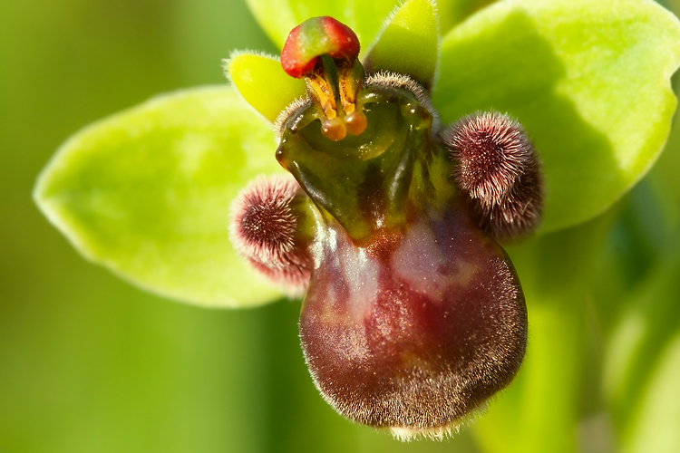 Ophrys bombyliflora