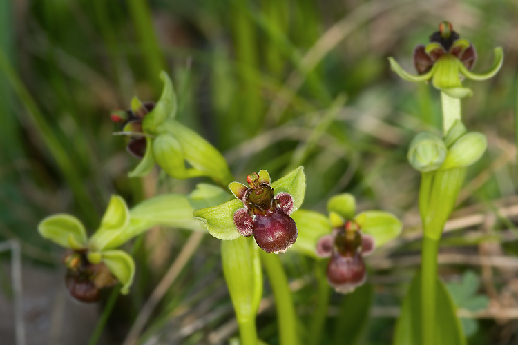 Ophrys bombyliflora