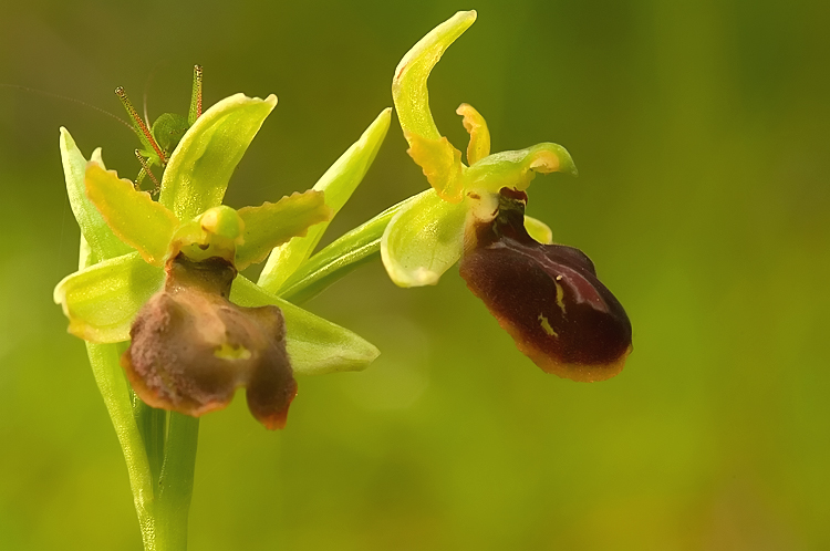 Ophrys sphegodes