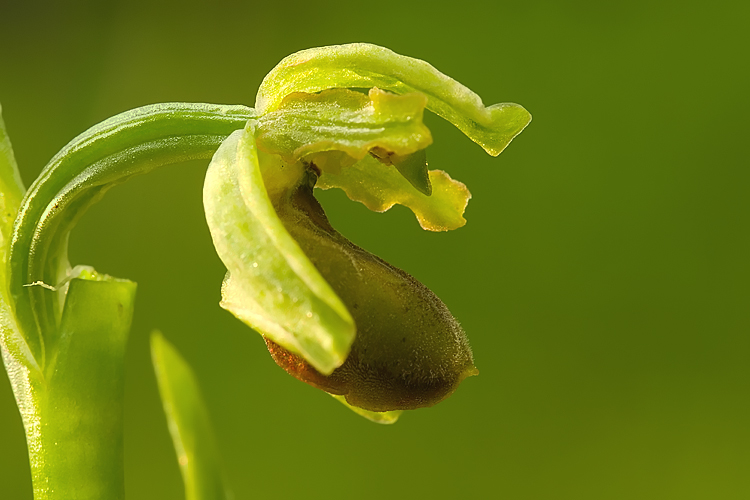 Ophrys sphegodes