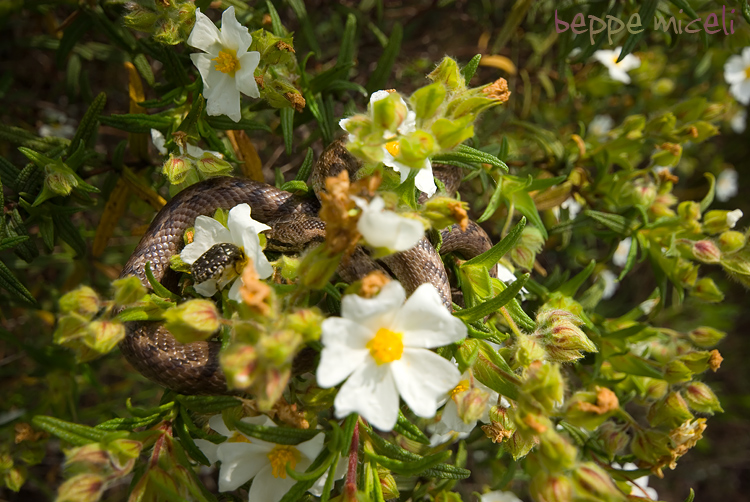 Colubro di Riccioli (Coronella girondica)