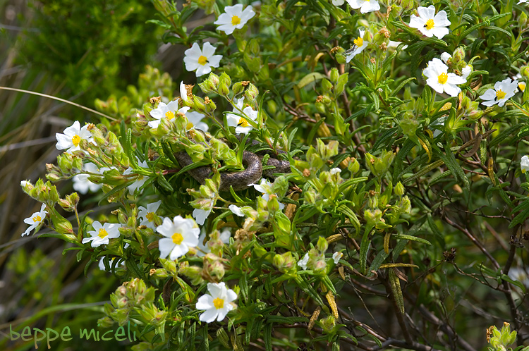 Colubro di Riccioli (Coronella girondica)